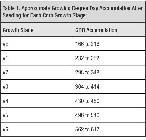 Adapted from Table 5.2 Comparison between leaf collar and FCIC corn growth staging systems for a 120-day relative maturity hybrid, Nleya, T., Chungu, C., and Kleinjan, J. 2019. Corn growth and development. Chapter 5. Best Management Practices for Corn Production. South Dakota State University. Permission to use granted by Dr. Thandiwe Nleya, South Dakota State University. (Information within Table 5.2 sourced from FCIC (Federal Crop Insurance Corporation) Corn Loss Adjustment Standard Handbook, 2007).